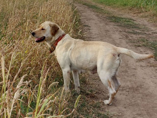 Vindem cățeluși Labrador! foto 9