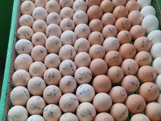 Адлер Серебристый яйцо на инкубацию.