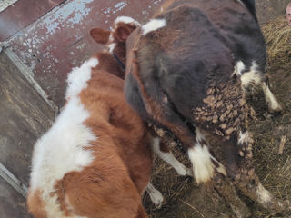 Cumpărător animale la carne vaci buhai junci caii  foto 1
