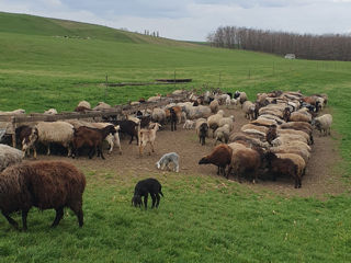 Ovine  фото 2