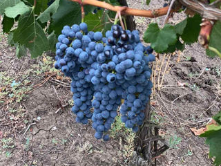 Struguri pentru vin: Merlot - 8,00 lei/kg(TVA inclus); Cabernet - 8,00 lei/kg(TVA inclus);