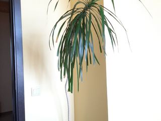 Plante pentru casă și birou | растения для дома и офиса foto 8
