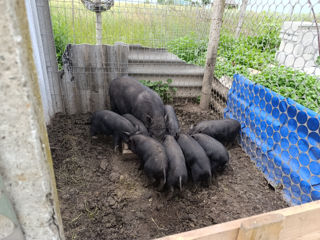 Se vind porci!! foto 5