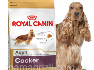 Royal Canin , корм для собак - " Cocker Adult  " c доставкой по Кишиневу.