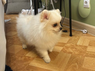 Vând Urgent Pomeranian foto 2