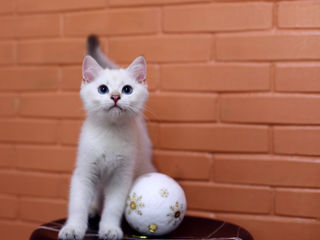 British shorthair kitten foto 4