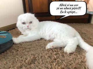 Împerechere cu motan de elită! Scottish fold white, W61. foto 7