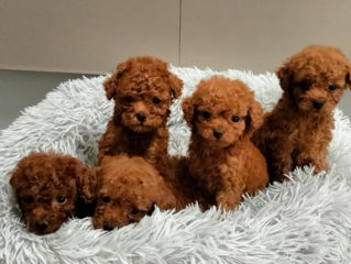 Teacup poodle foto 1