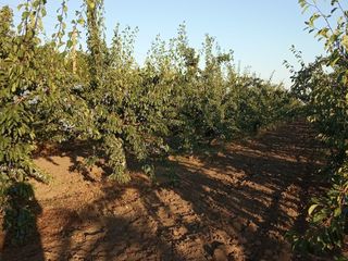 Livada de  prune (stenley) foto 6