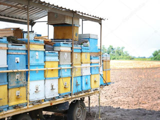 Продаю    отвотки   пчёлосемьи   есть  матки   2023  г   на   продажы   рамки  сы   расплодом
