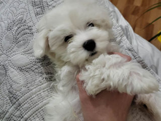 Vind bichon Maltez  фото 0