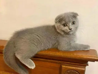 Scottish fold 150€