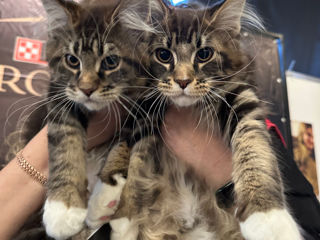 Котята породы Maine Coon! На сообщения не отвечаю! foto 0