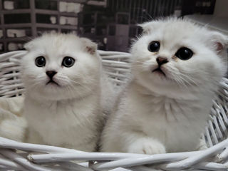 Scottish fold chinchilla!!!