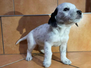 Cocker Spaniel Jack Russel Terrier foto 6