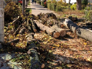 Сделаем генеральную уборку на Вашем земельном участке.