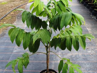 Орех сердцевидный (Juglans cordiformis Max.) foto 9