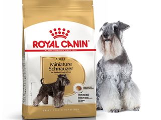 Royal Canin , корм для собак - " Miniature Schnauzer " c доставкой по Кишиневу.