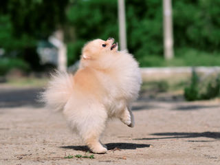 Pomeranian-FCI(Pedegree) foto 7