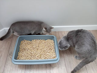 KiWi asternut igienic pisici, 13 lei kg foto 9