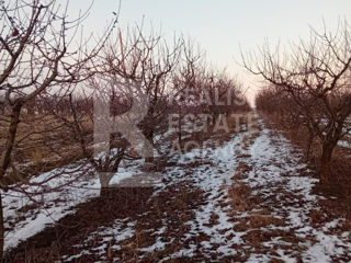 Teren agricol, jud. Botoșani