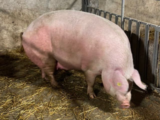 Se vinde porc de casă de 250-270 kg la prețul de 50 lei pe kg.