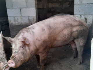 Porci foto 3