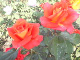 Vind trandafiri foto 8