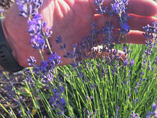 Lavanda foto 5