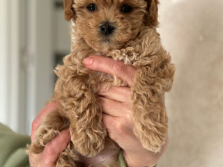 Шикарные правильные мальтипу Ф1! С хорошей генетикой. Maltipoo