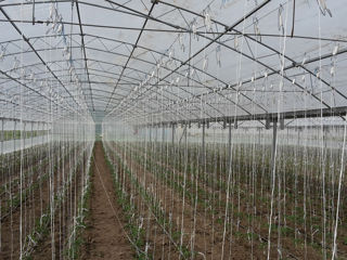 Sere pentru gradina Теплицы Constructie metal zincat Sera bloc angar depozit agricol foto 0