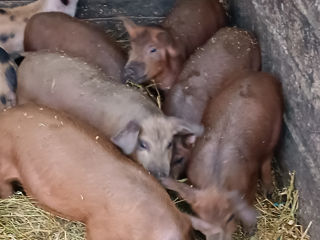 Purcei duroc