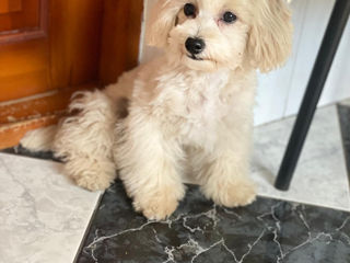 Maltipoo F1,  20 cm, foarte micuta, cu blna deasă foto 6