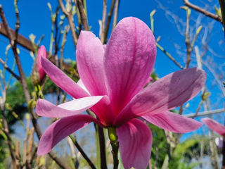 Magnolia foto 4
