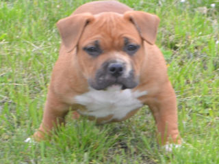 Щенки американского булли pocket (American bully) foto 3