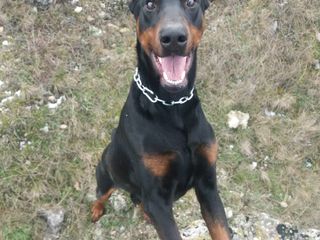 Doberman la imperechere