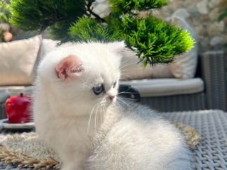 British Chinchilla клубная девочка  фото 2