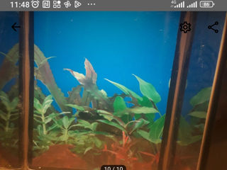 аквариумы рыбки и ростения foto 7