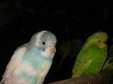 волнистые попугаи 250лей пара foto 9