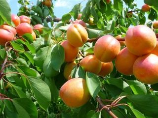 Pomi -cais (abrikos ) Big Red , Farbaly  , Pinkot - soiuri franceze , rezistente la îngheț... foto 1