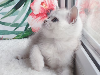 British Silver Chinchilla из питомника Royal Lovely foto 3