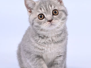 Pisoii British Chinchilla foto 6