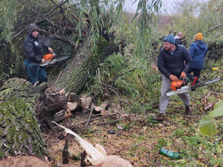 Servicii de defrișări copaci!!! foto 10