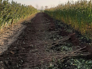 Pomi fructiferi -  prăsad ,  vișin , persic , gutui , migdal , cireș  ... foto 20