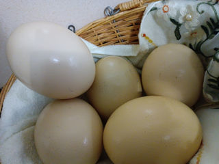 Struți oua foto 5