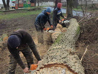 Servicii tăiere a copacilor sau crengilor problematice! foto 14