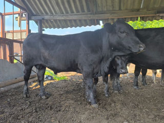 Tauri angus