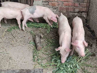 Porci direct de la stăpân foto 3