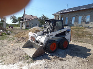 bobcat