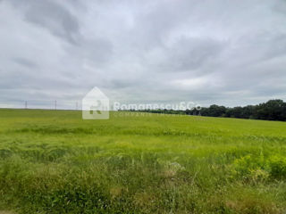 Vânzare teren agricol de 346 ari, în Ghidighici, str. Viilor. foto 3